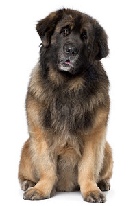 Leonberger5岁坐在白高清图片