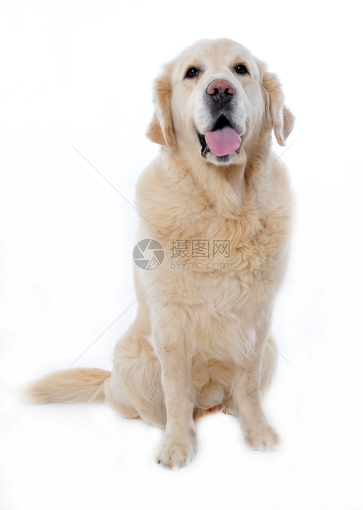 白色背景上纯种金毛猎犬的肖像图片