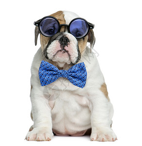 英国斗牛犬狗在白色背景面前戴眼镜和图片