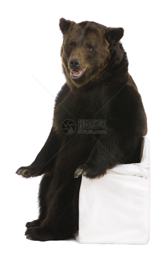 女棕熊12岁坐在白色背图片