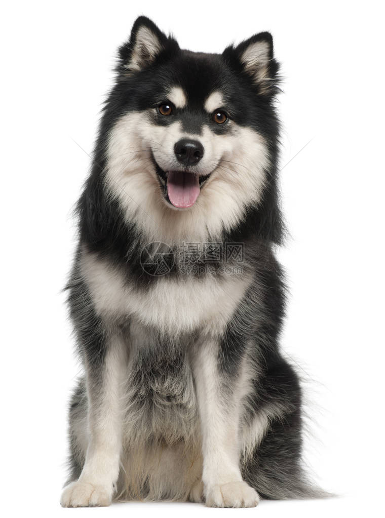 芬兰Lapphund1岁坐在图片