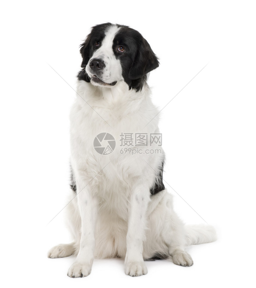 黑色和白色的Landseer狗2岁图片