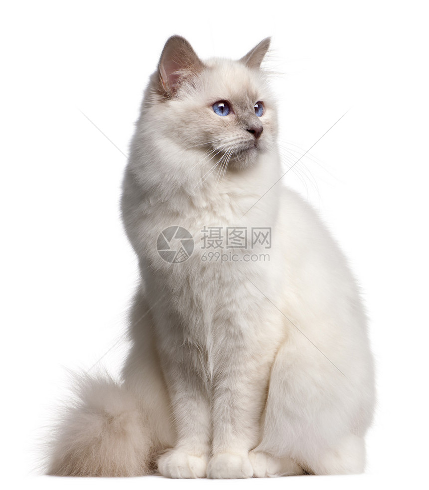 9个月大的Birman猫在图片