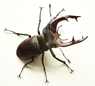雄甲虫Lucanuscervus图片