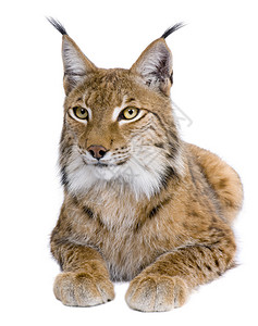 欧亚Lynx图片