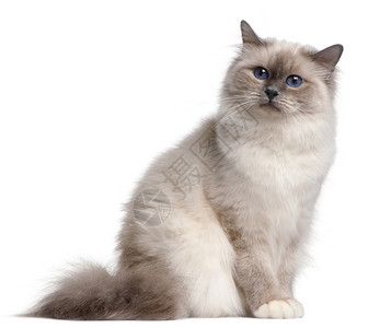 9个月大的Birman猫在图片