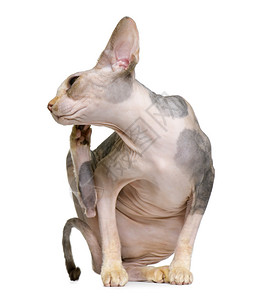 Sphynx猫1岁在白图片