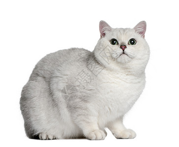 英国短发猫两岁坐在白色背景面图片
