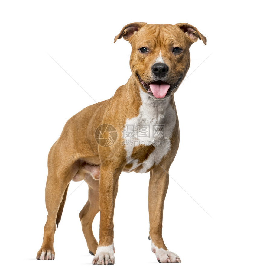 美国斯塔福德郡Terrier8个月大站在图片
