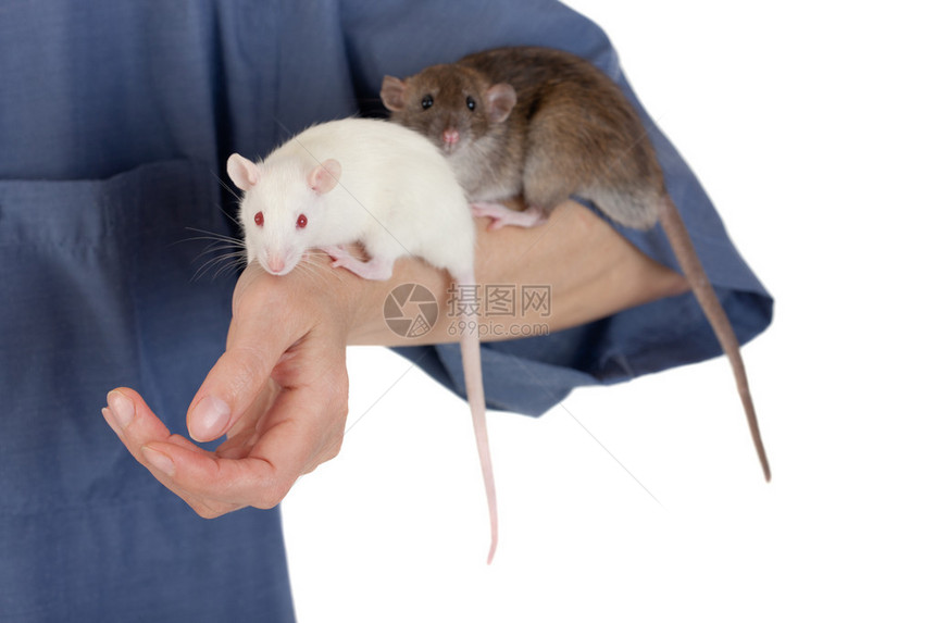 一只手上的两只小老鼠特写图片