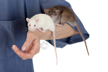 一只手上的两只小老鼠特写图片
