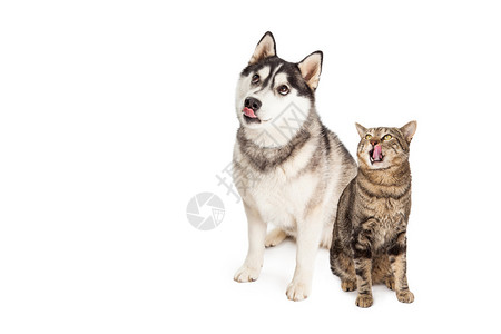 侧坐黄白花猫西伯利亚哈士奇狗和虎斑猫坐在一起背景