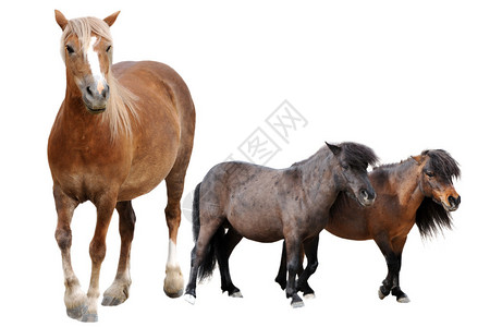 白色背景前的马和两匹小马图片