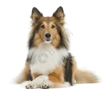 ShetlandSheepdog躺在图片