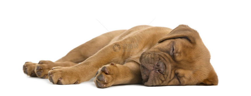 DoguedeBordeaux小狗躺在白色图片