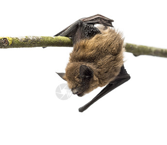 老普通弯翅蝙蝠栖息在树枝上图片