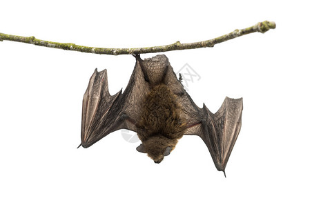 老普通弯翅蝙蝠栖息在树枝上高清图片