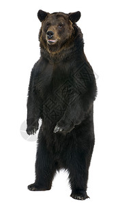 女棕熊12岁站在白色背景图片