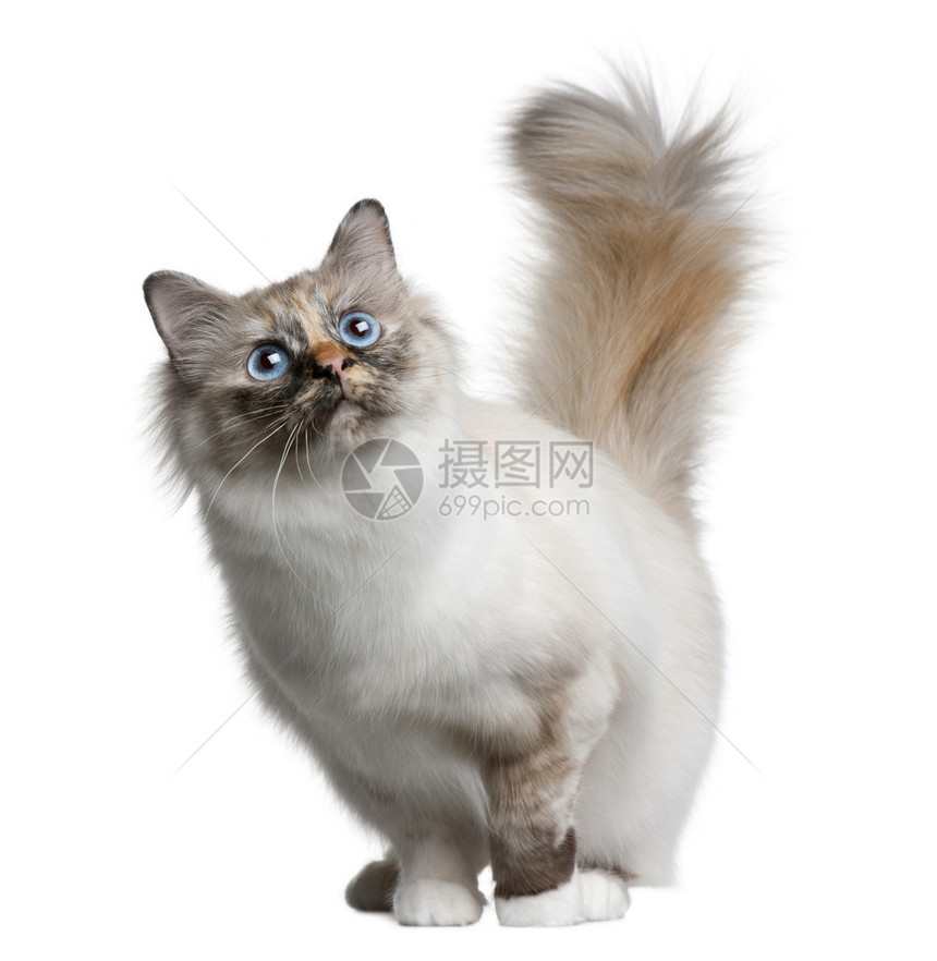 Birman猫11个月大站在图片