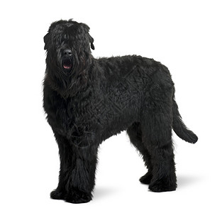 15个月大的俄罗斯黑人Terrier图片