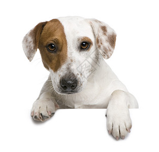 杰克罗素梗犬1岁白色背景图片