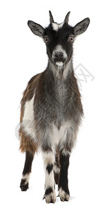 法国西部常见的山羊卡普拉阿埃加格鲁斯希尔库斯高清图片