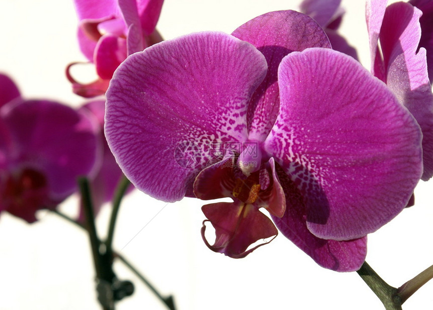 白色背景上的紫色兰花图片