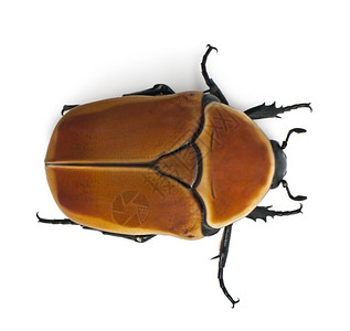 一种甲虫物种图片