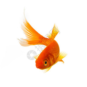 一只金鱼游在白底孤立的水域中图片