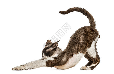 Devonrex猫的侧边视图在图片