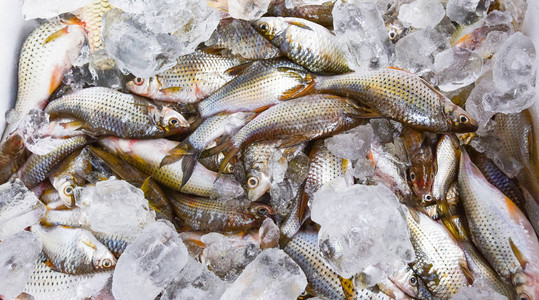 Asiia淡水鱼在河水中捕捞的冰图片