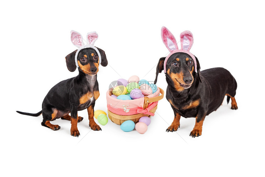 两只可爱的小达克肖德狗穿着复活节兔子耳朵坐在一篮糊面彩图片