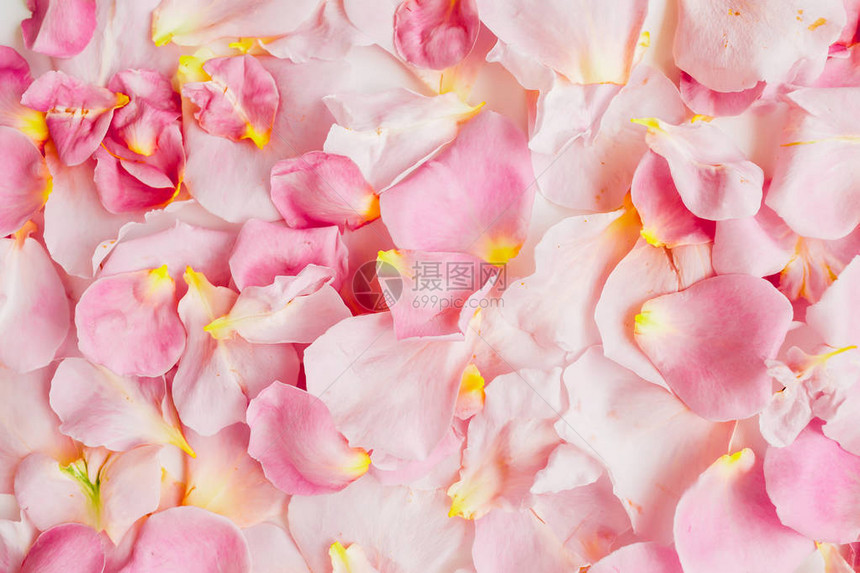 美丽的背景有粉红玫瑰花瓣平坦的躺图片