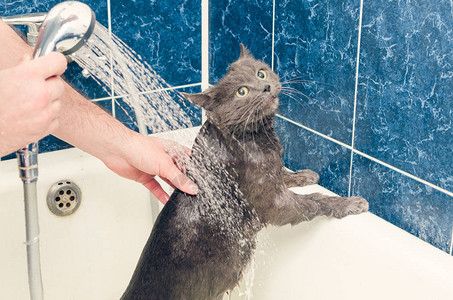 在浴室里给一只灰猫洗澡图片