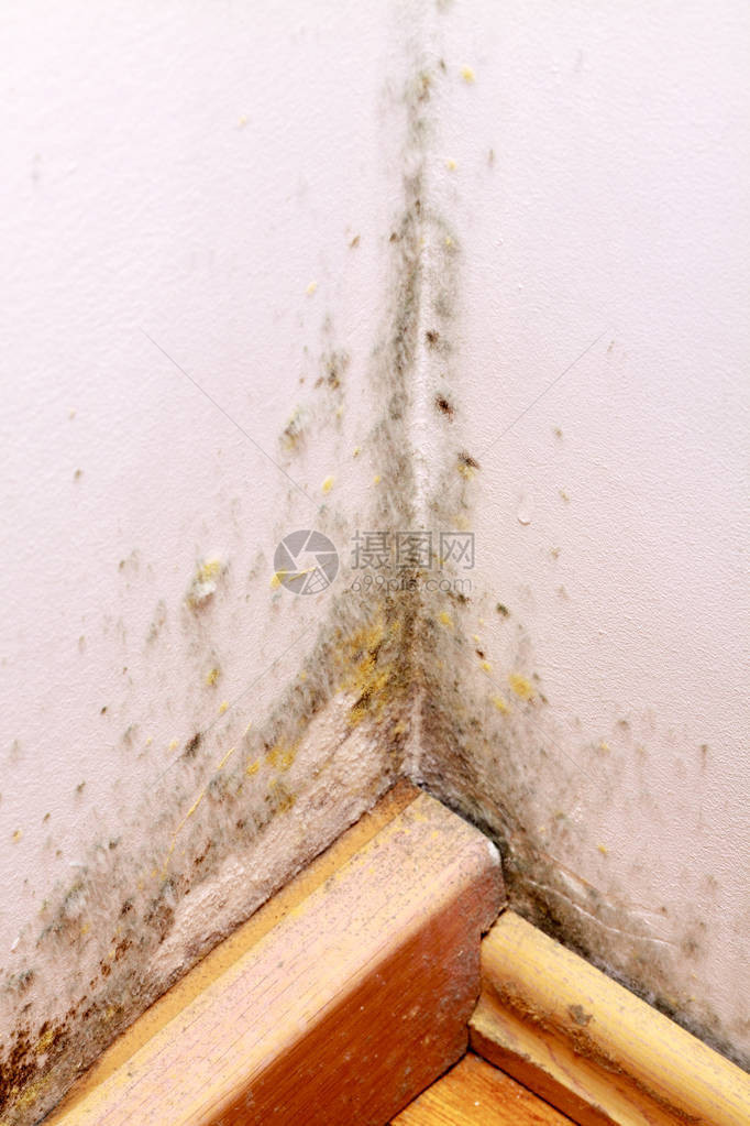 房子墙上的霉菌问题图片