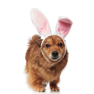 长着兔子耳朵的东棕色梅蒂斯狗在站白色背景上时图片