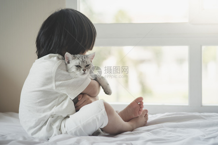 美短发小猫在白床上玩耍图片