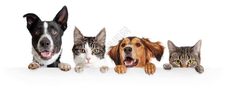 笑的快乐狗和猫在白网标语上偷窥或图片