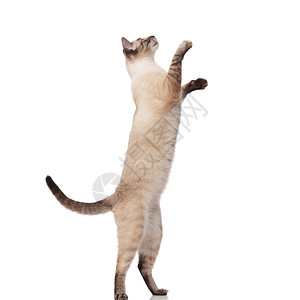 可爱的卷毛猫背上双腿跳用白色背景的爪子图片