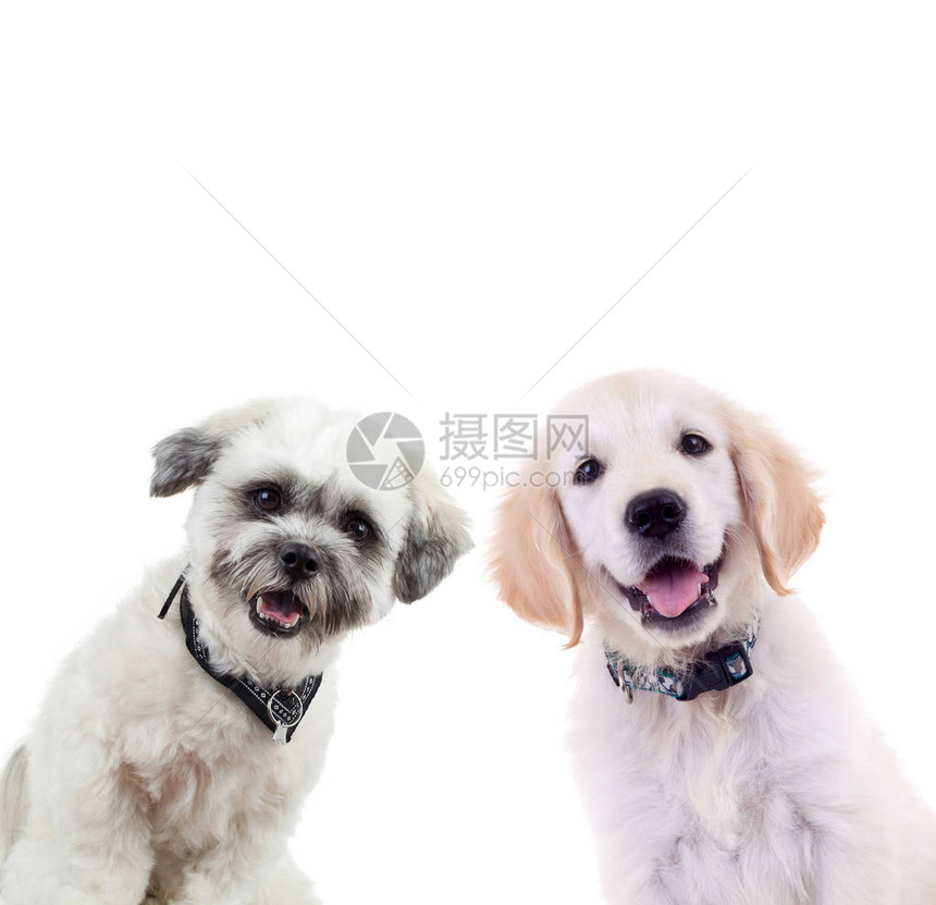 两只好奇的小狗在看白色背景上被隔离的相机小拉布多采集器和野狗图片