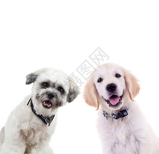 两只好奇的小狗在看白色背景上被隔离的相机小拉布多采集器和野狗背景图片
