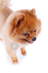 白色背景中的博美犬棕色短发图片