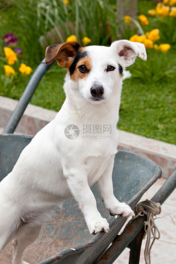 JackRussell坐在花图片
