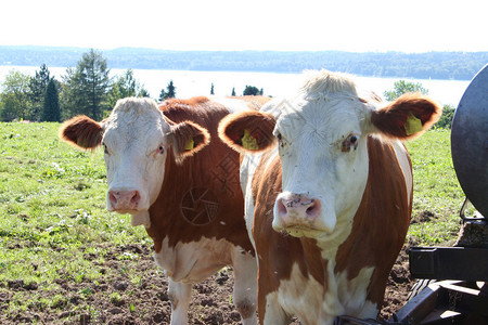 有两头奶牛站在牧场上图片