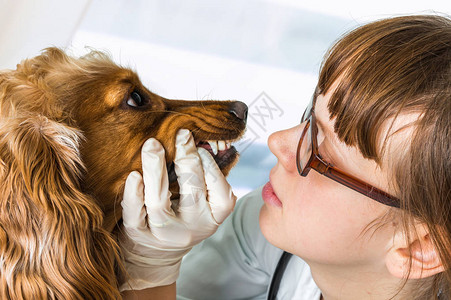 兽医检查狗的牙齿动物和宠物图片