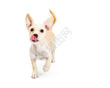 3个月大可爱的小狗舔嘴唇用舌头吐出来然后跑向白色背景被图片