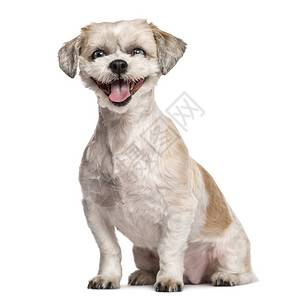西施犬坐在白色背景前微笑图片
