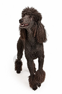 黑色标准狗快乐的外观图片