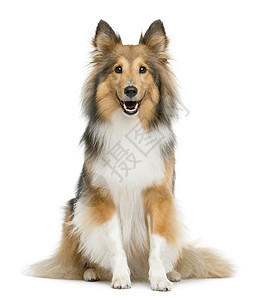 ShetlandSheepdog坐在图片