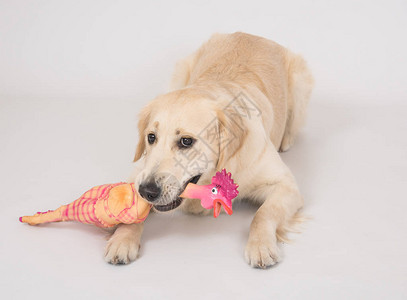狗的肖像猎犬正把一只玩具鸡放在嘴里图片